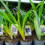 Okrasný cesnak (Allium) ´GLADIATOR´ výška 40-50 cm, kont. C2L